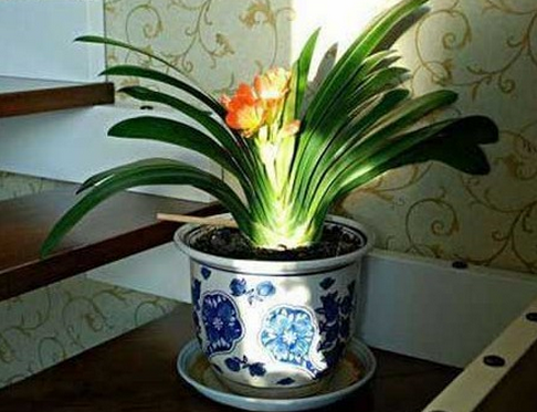 办公室风水摆设,办公室风水植物摆放