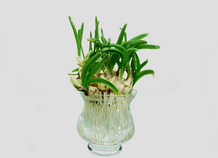 风水大师告诉你 客厅风水植物怎么摆放