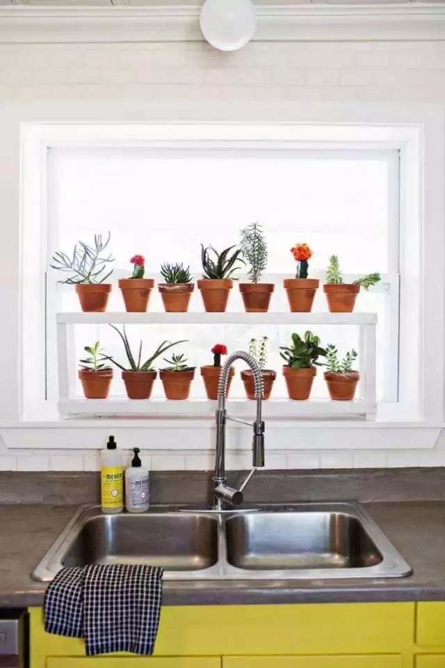 百搭植物技巧 装扮自家的那一抹绿!