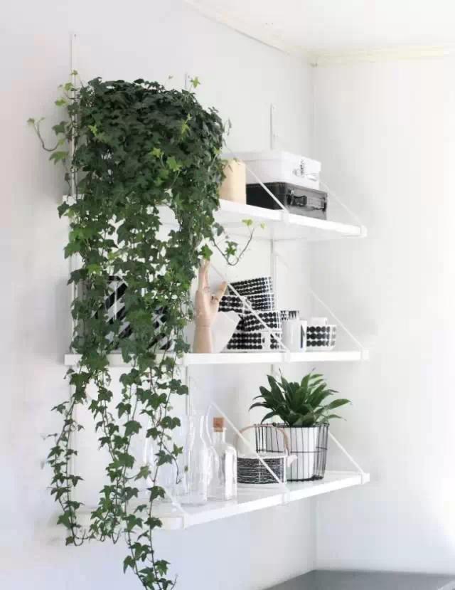 百搭植物技巧 装扮自家的那一抹绿!