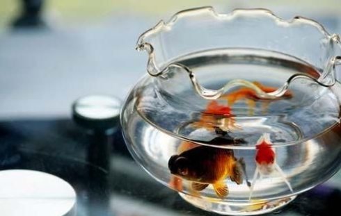 办公室风水 办公室养鱼禁忌