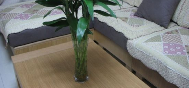 客厅风水十诫  正确的摆放植物