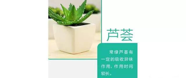 9款家居吸毒明星植物! 你家放了吗?