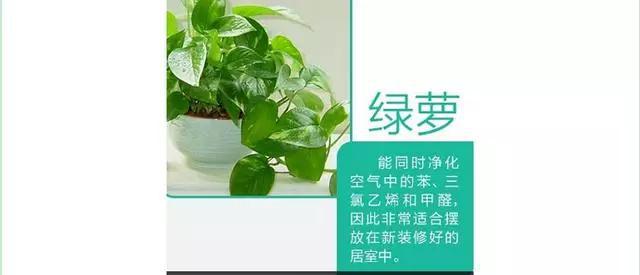 9款家居吸毒明星植物! 你家放了吗?