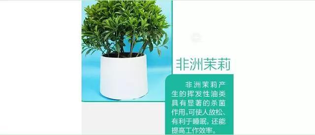 9款家居吸毒明星植物! 你家放了吗?