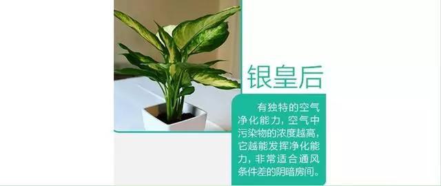 9款家居吸毒明星植物! 你家放了吗?