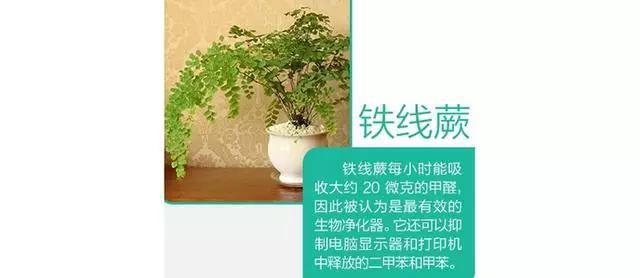 9款家居吸毒明星植物! 你家放了吗?