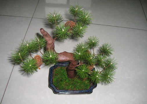 家居风水植物选择 不看你后悔
