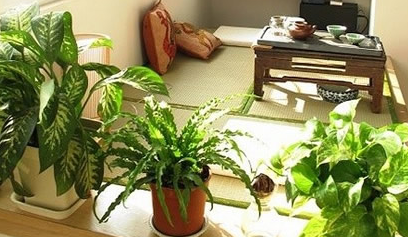 家居风水植物选择 不看你后悔
