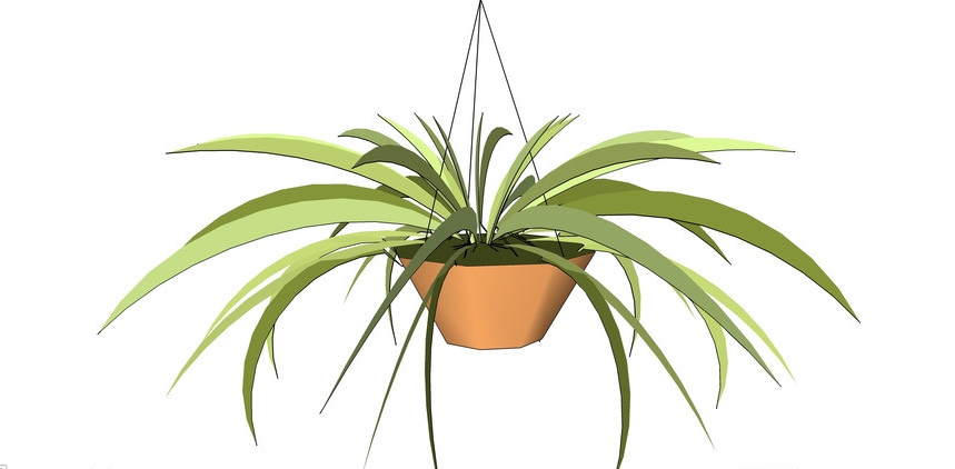 既能吸收甲醛又能带来风水好运的客厅植物（1）