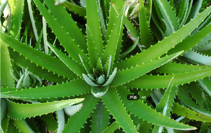 既能吸收甲醛又能带来风水好运的客厅植物（1）