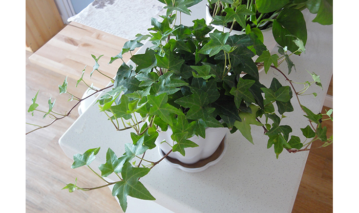 既能吸收甲醛又能带来风水好运的客厅植物(2)