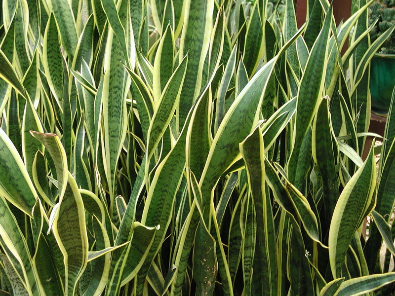 既能吸收甲醛又能带来风水好运的客厅植物(2)