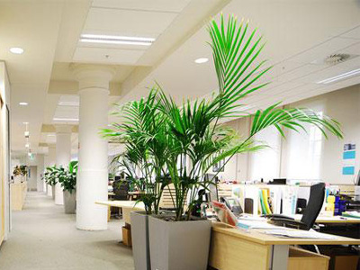 办公室植物的摆放与职位的关系