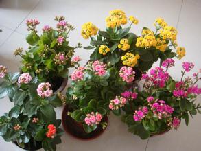 财运、吉祥、长寿的风水植物大全