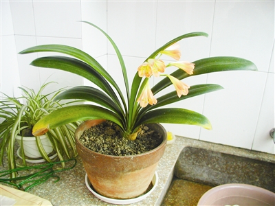 办公室适合摆放哪些风水植物？