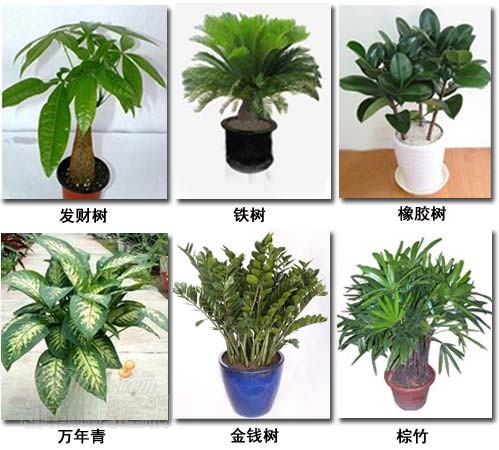 办公室风水植物的选择有哪些注意事项？