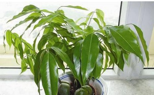 适合摆在卫生间的风水小植物