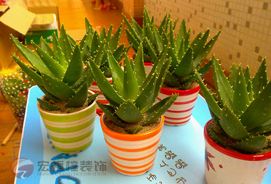 家居风水植物摆设知识