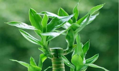 客厅摆放什么植物好，4种客厅招财植物
