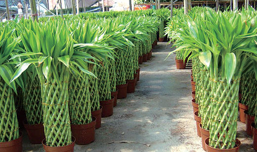客厅摆放什么植物好，4种客厅招财植物