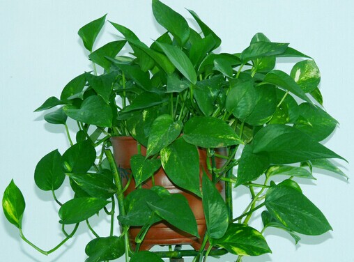 客厅摆放什么植物好，4种客厅招财植物