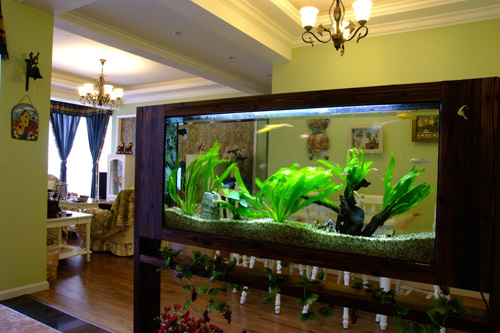 超级灵验的鱼缸摆放风水