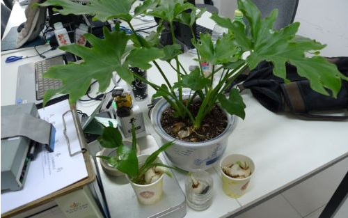 办公室风水植物