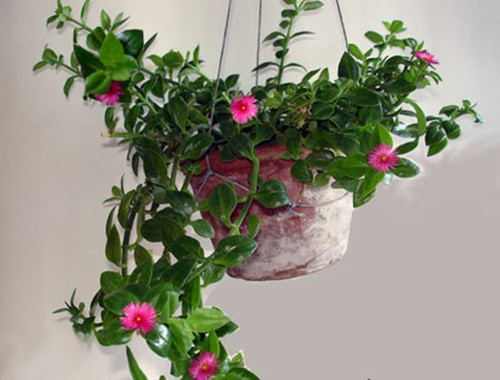 家居风水植物