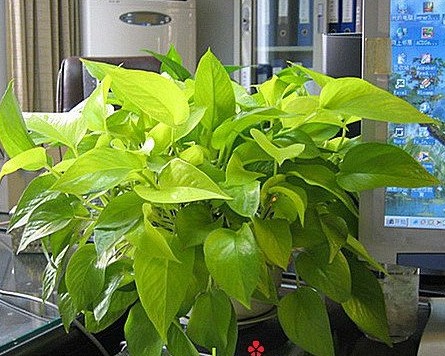 家居风水植物