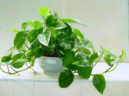 家居风水植物