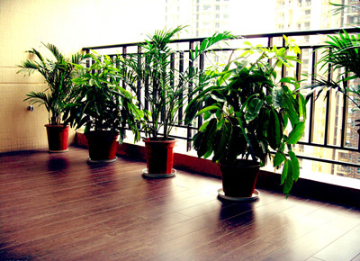 家居风水植物