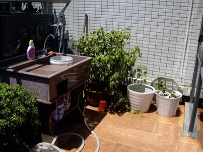 家居风水植物