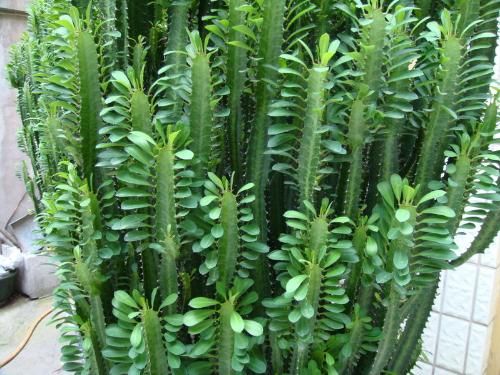 客厅植物首先应着眼于装饰