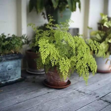 家居花艺装饰