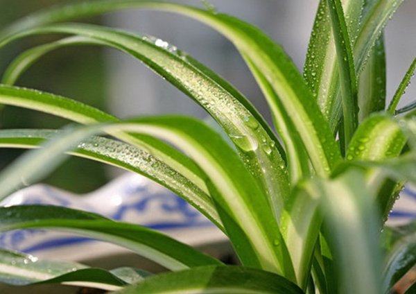 植物除甲醛