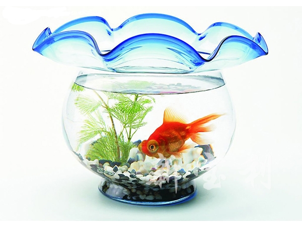 亚克力鱼缸怎么样