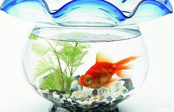 鱼缸效果图