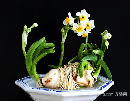 家居风水植物水仙