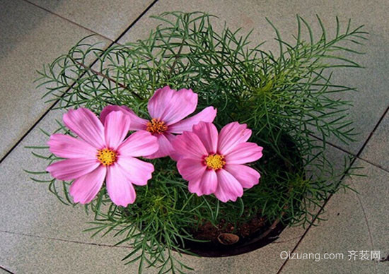 家居风水植物波斯菊