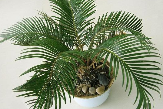 家居风水植物罗列