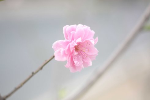 生肖猴的桃花运