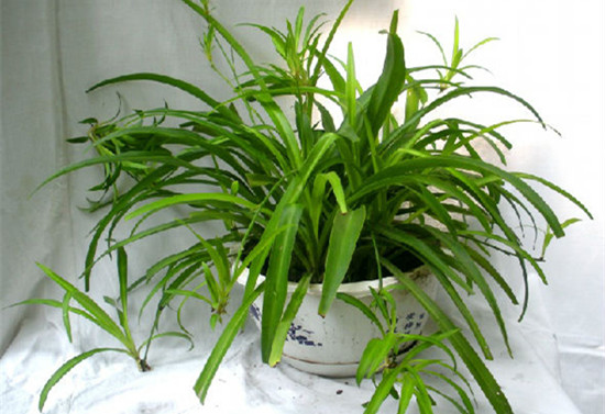 家居风水植物