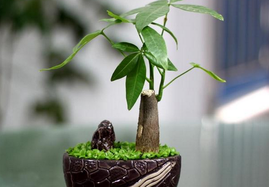 植物风水知识