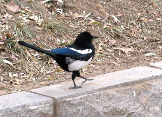 喜鹊叫