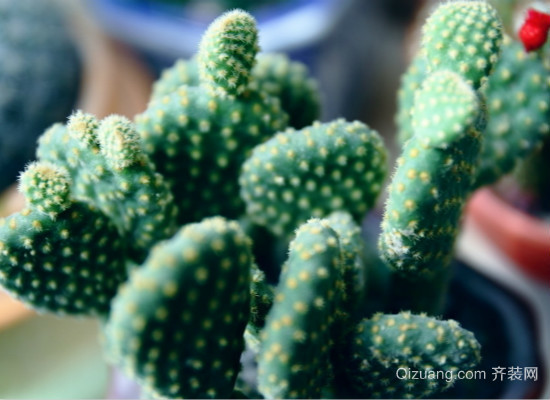 卧室植物效果图