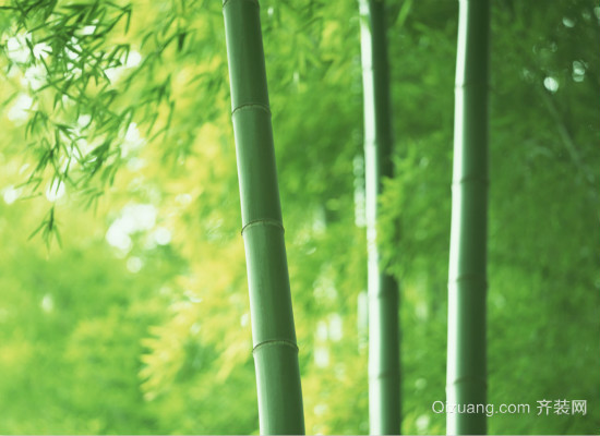 室内植物